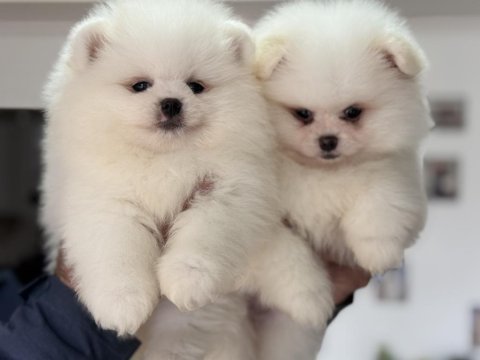 Ayı suratlı safkan pomeranian yavrular