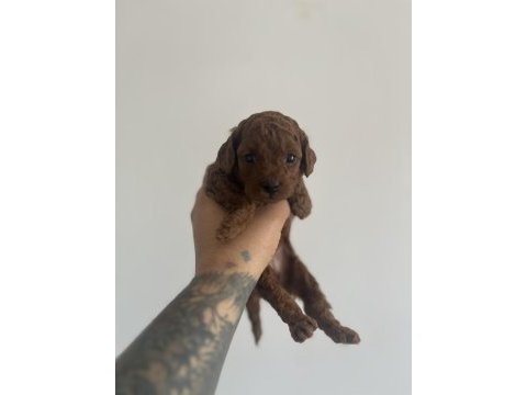 50 günlük dark poodle yavrular