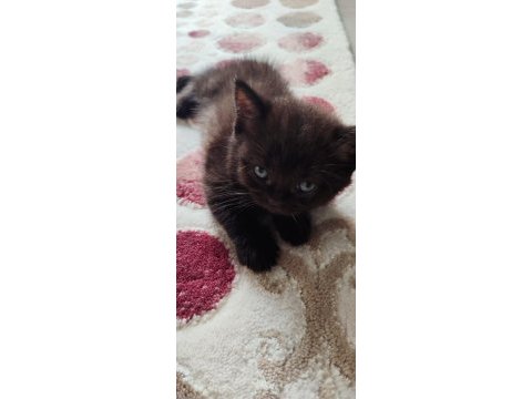 Uygun fiyatla british shorthair