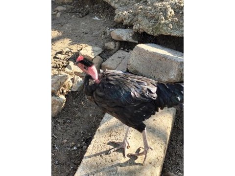 6 aylık horozlar