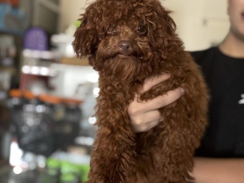 7 aylık tea cup1850 gr kore kan poodle çipli pasaportlu