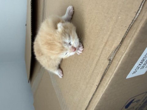 British shorthair gold paşam buyuyor