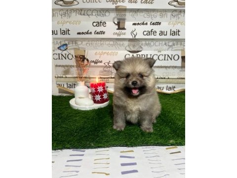 Pomeranian yavrularımız