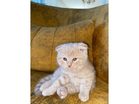 Dünyalar tatlısı scottish fold kedimiz kucak aşığı