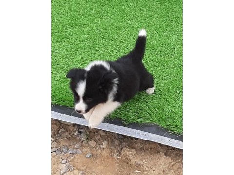 Ruhsatli çiflikten özel border collie yavruları 
