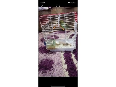 2 tane muhabbet kuşu