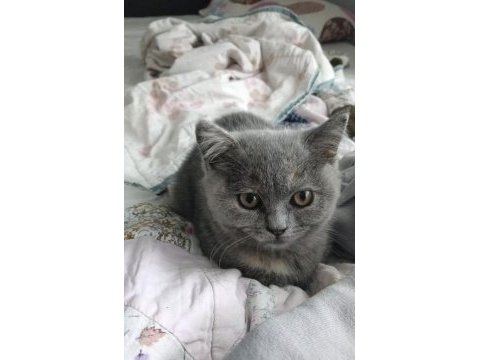 British shorthair kediler