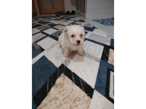Efsane dişi köpeğimiz