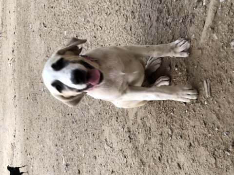 Kangal yavrular var elimde