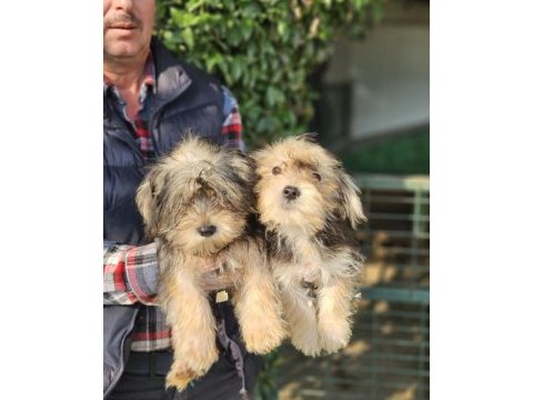 Morkie biblolar