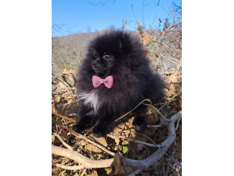 Mikro teacup boy dişi pomeranian boo