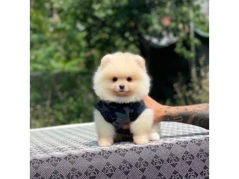 Sevimli pomeranian yavru köpekler