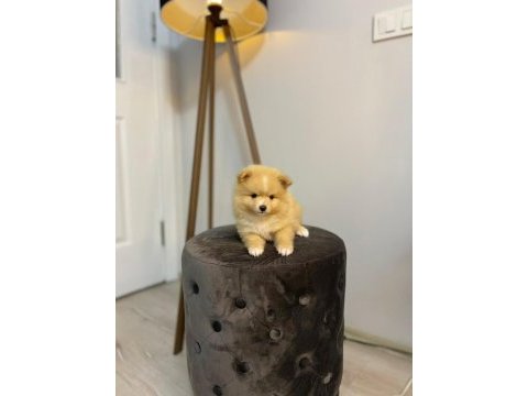 41 günlük pomeranian yavrularımız anne baba orjinal