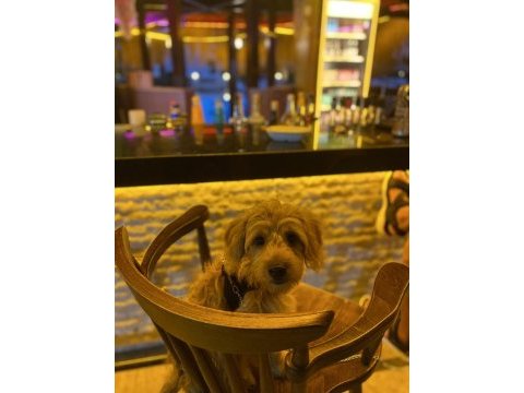 Aşıları tam maltipoo