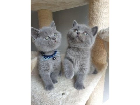 British shorthair blue ankara