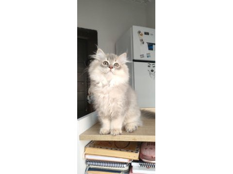 British longhair kedilerim