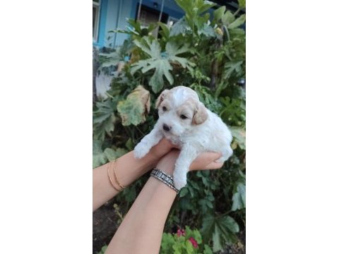 Muhteşem güzellikte maltipoo yavrularımız