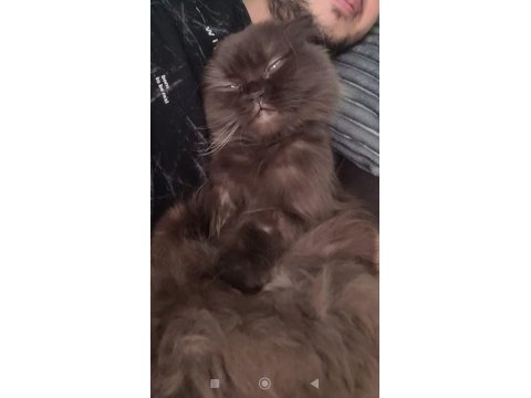 Ücretsiz sahiplendirme kedimiz kısırlaştırma şartı var