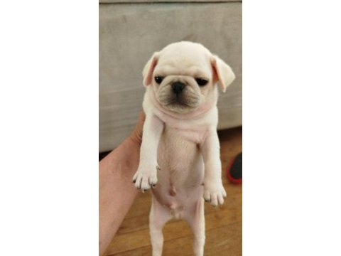 Beyaz pug bebekler yuvalarını arıyorlar