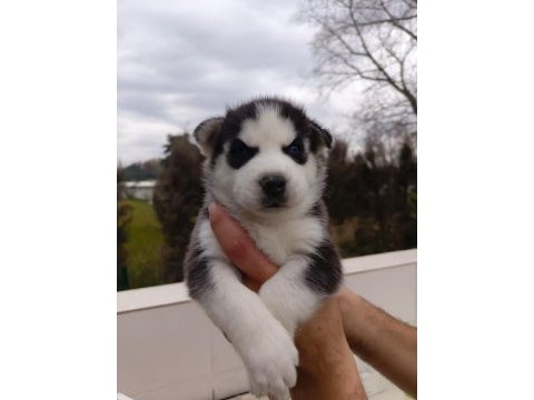 Husky (sibirya kurdu) yavrularımız