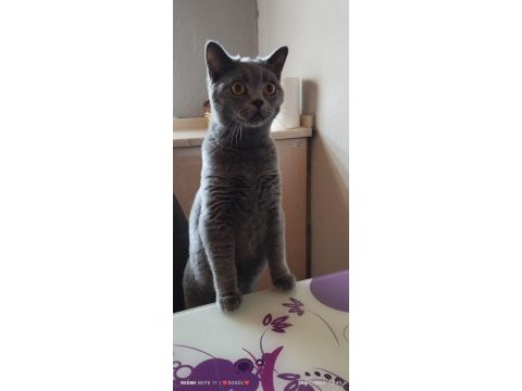 British longhair kedimiz 6 aylık