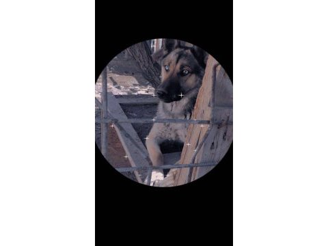 Ücretsiz sahiplendirme 4 yaşında köpeğimiz