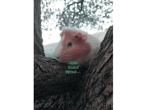 Ele alışkın erkek 4 aylık