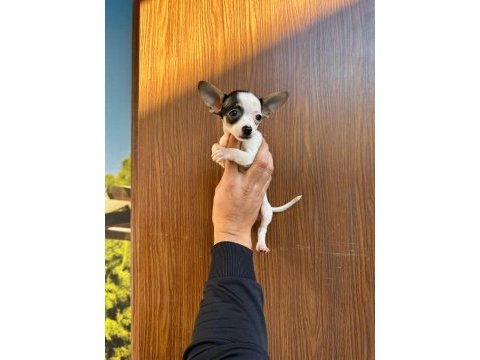 Irk ve sağlık garantili mini şivava bebekler