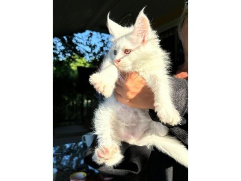 Saf kan xl beyaz aslan maine coon yavruları