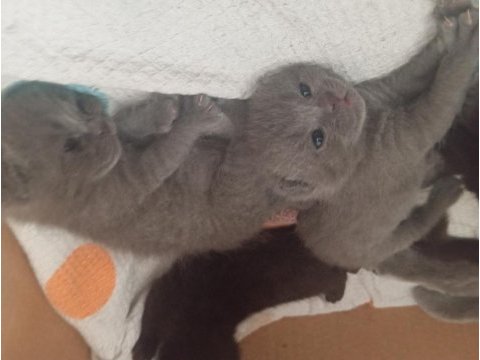 Scottish fold ve british shorthair yavrular