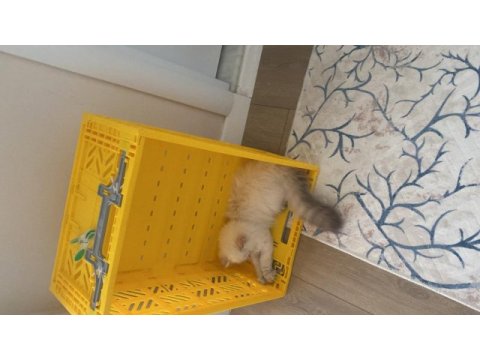 Sevimli cana yakın temiz bakımlı dost kedimiz