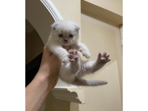 Blue ve blue point scottish fold yavrular