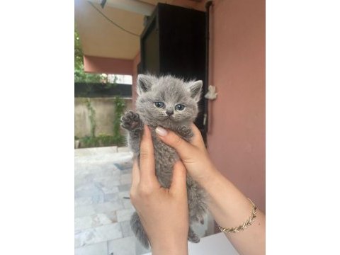 Safkan blue point british shorthair yavrularımız (son 4)