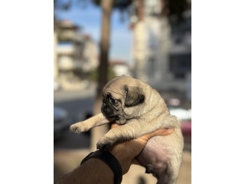 A kalite ırk garantili pug mops yavrular