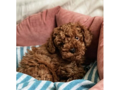 Safkan kore bebekler toy poodle