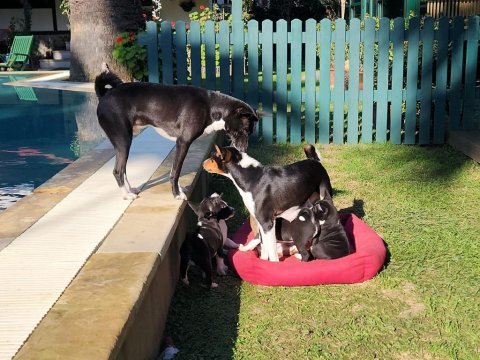 Basenji cins yavru köpekler özel ırk türkiyede yoktur
