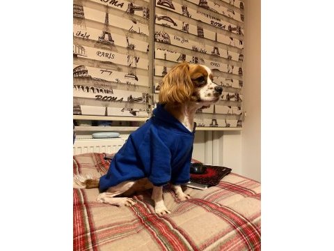 Evinizin neşesi rom cavalier king