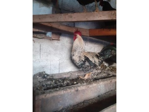 Kesimlik beslemelik köy horozu