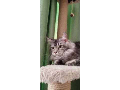 Çok güzel maine coon dişi