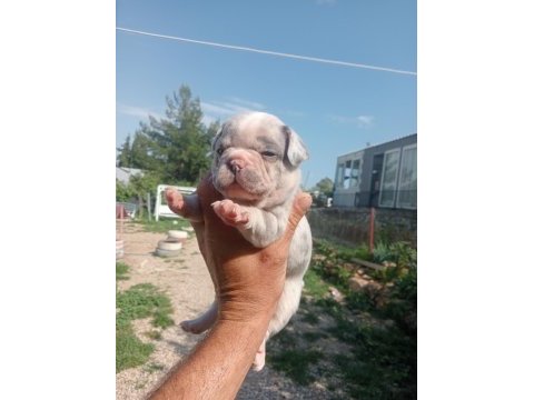 Aşılı teslim egzotik french bulldog yavrular