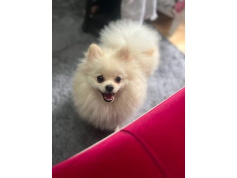 Yavru dişi pomeranian beyaz bursa