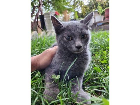 Acil sahiplendirme british shorthair