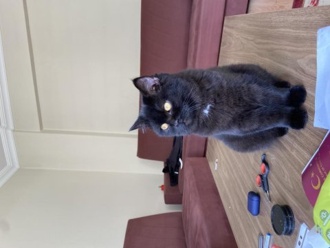 Dişi british shorthair