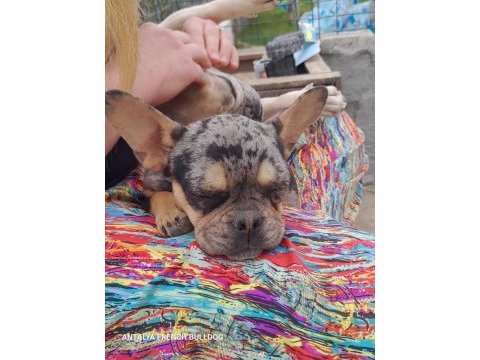 Merle tan dişi french bulldog