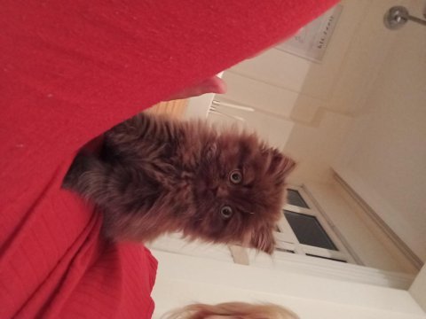 British longhair cinnamon