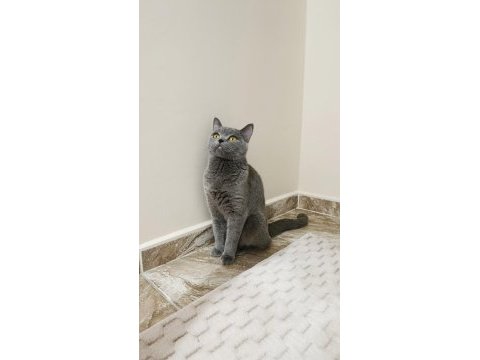 Dişi british shorthair