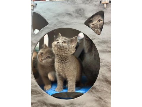 British shorthair yavruları