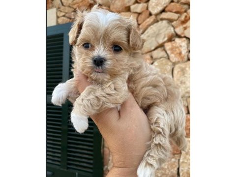 Orjinal kore kan maltipoo