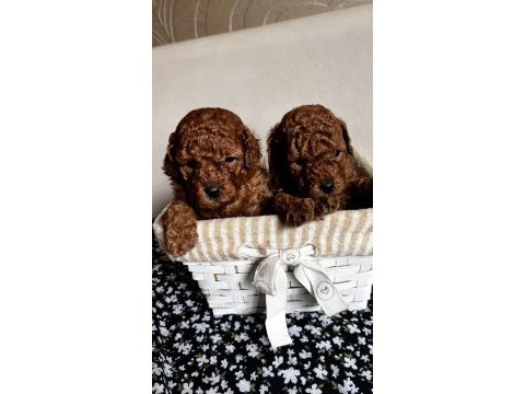 Minik poodle kurabiyeler