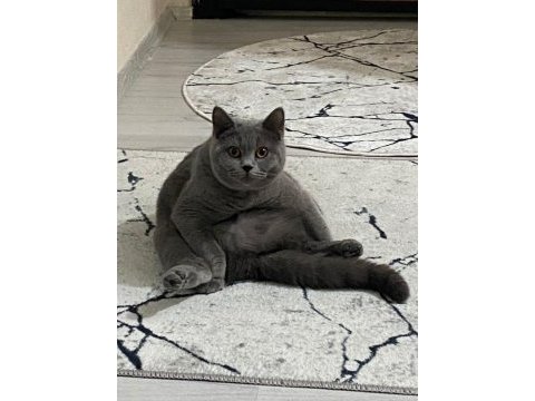 British shorthair 14 aylık